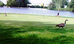Country Lakes Golf Course